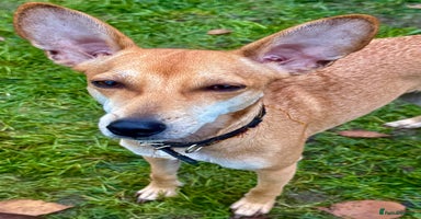 Miniature Pinscher dogs Greta: The Tiny Soul Who Refused to Give Up - Advert 8