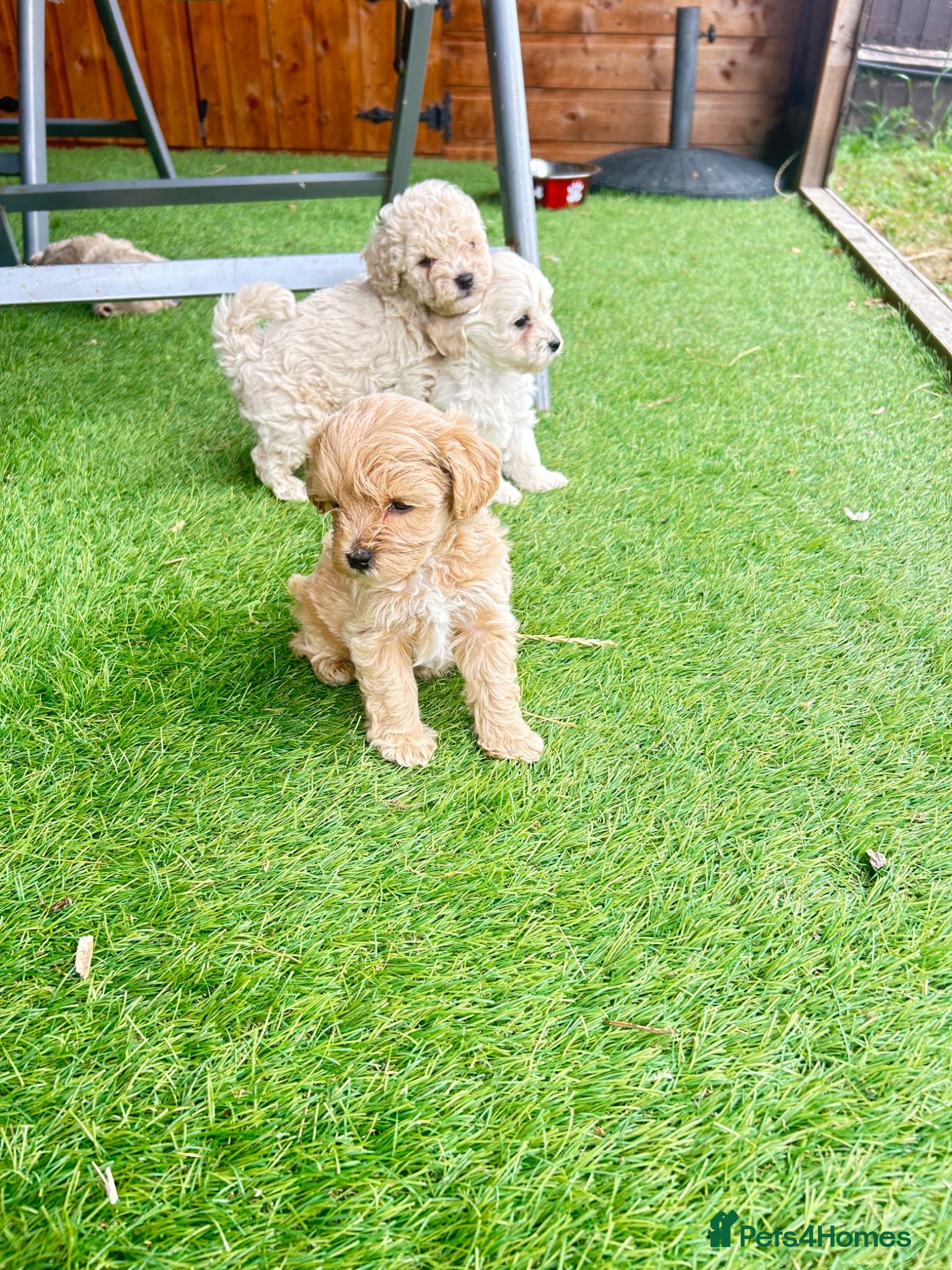Maltipoo dogs MALTIPOOS!!! - Advert 1