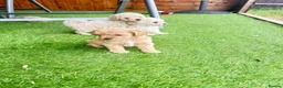 Maltipoo dogs for sale: MALTIPOOS!!! - Advert 1