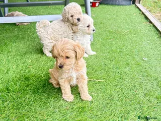 Maltipoo dogs MALTIPOOS!!! - Advert 13