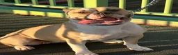 American Bulldog dogs for sale: American Bulldog Puppies!  - Advert 11