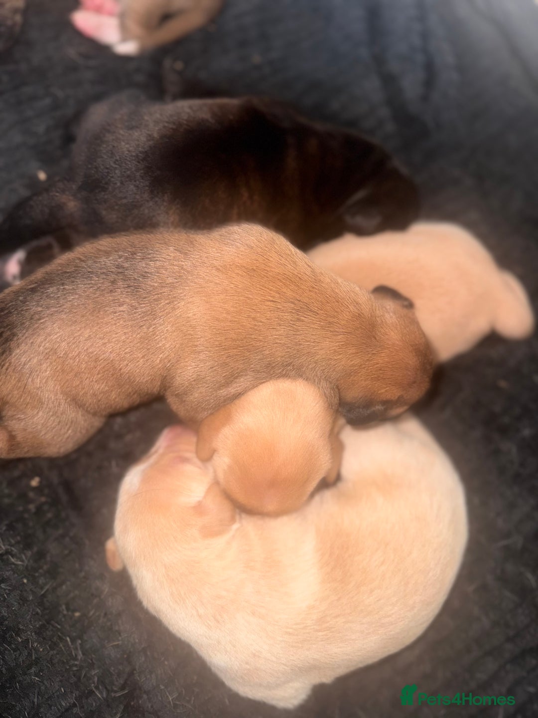 Mixed Breed dogs for sale: Belgian Malinois crosses - Image 7