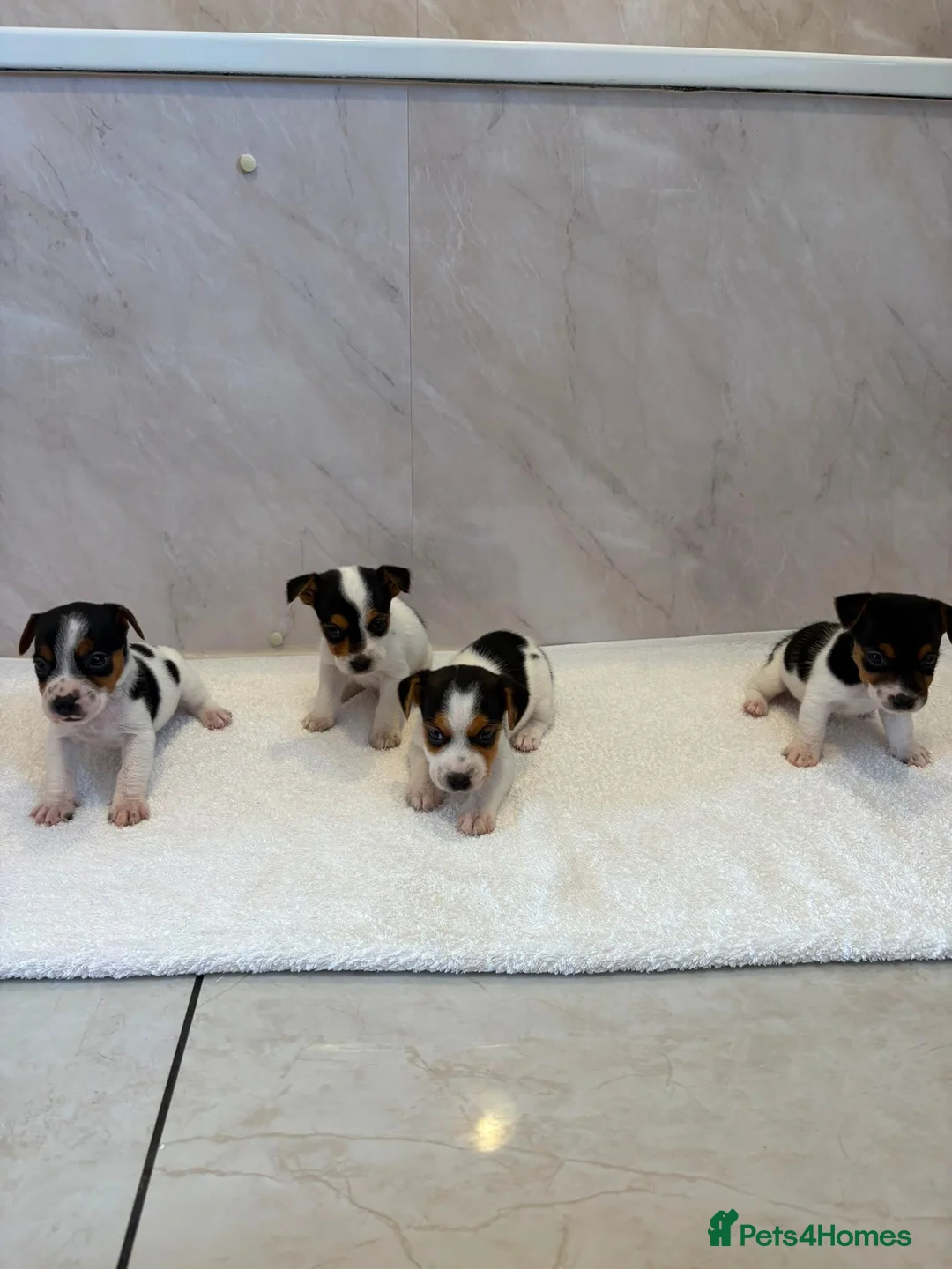 Jack Russell dogs for sale: Jack russell - Advert 2