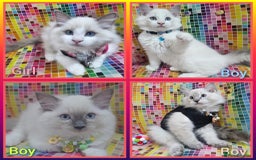 Ragdoll cats for sale: Ragdollkittens health tested gccf/tica parents  - Image 1