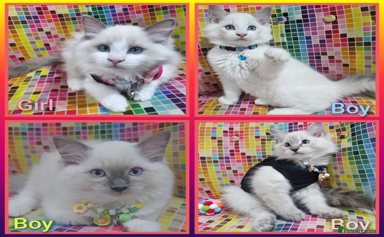 Ragdoll cats - Advert 5