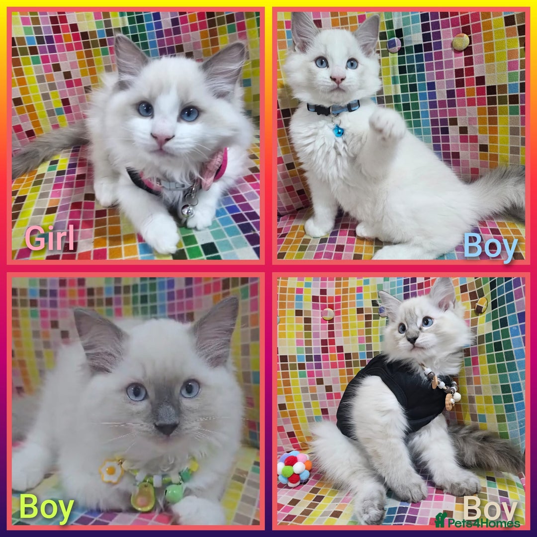 Ragdoll cats for sale: Ragdollkittens health tested gccf/tica parents  - Image 1