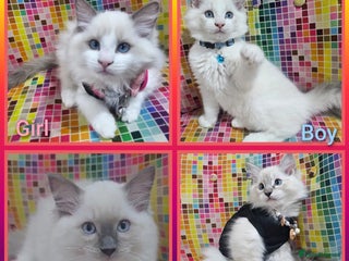 Ragdoll cats - Advert 3