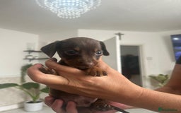 Dachshund dogs for sale: Dachshunds for sale - Image 7