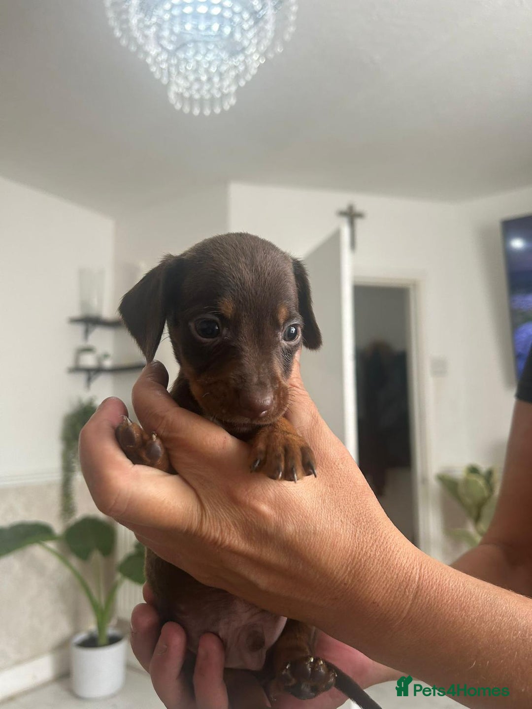 Dachshund dogs for sale: Dachshunds for sale - Image 7