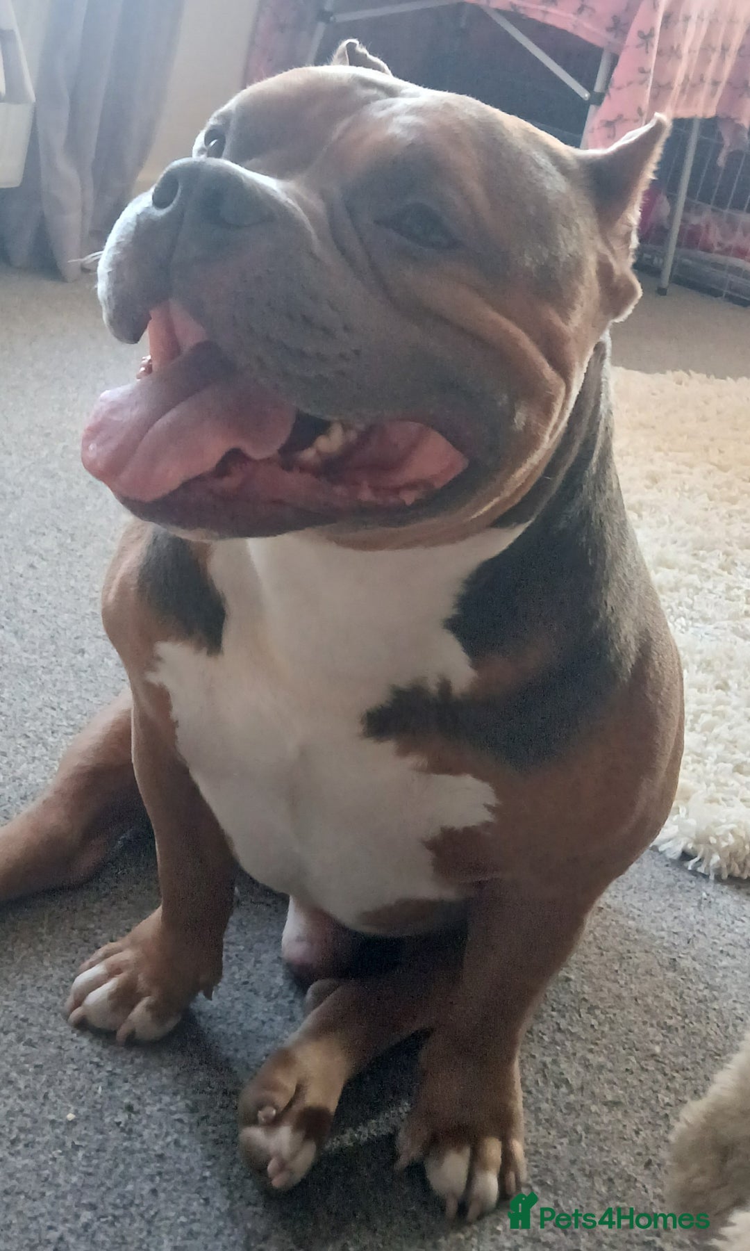 American Bully dogs for sale: Male pocket bully - Advert 2