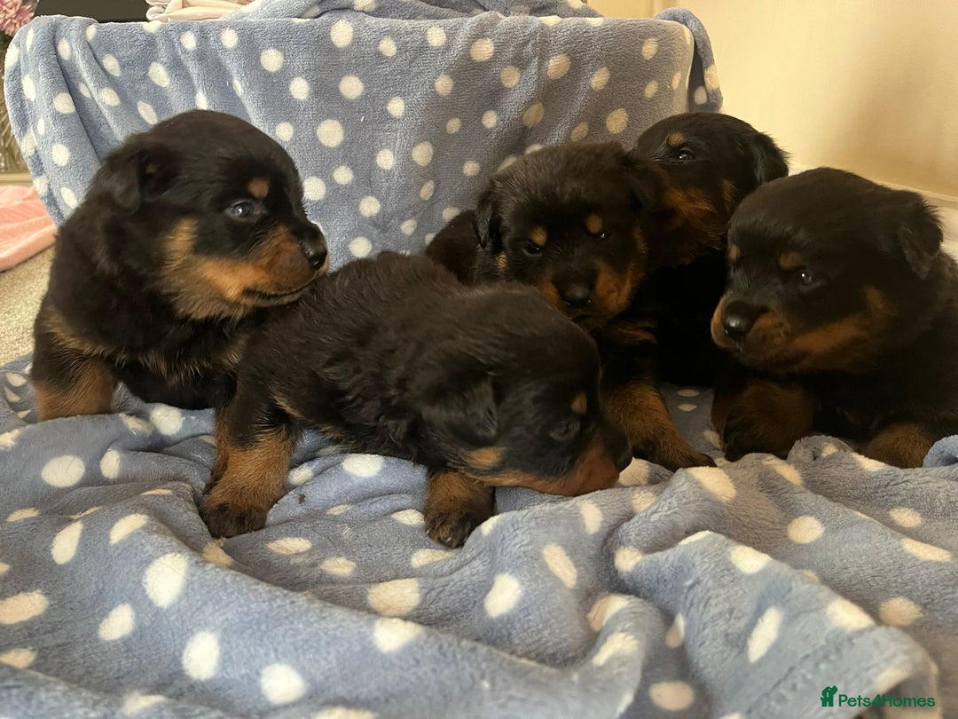 Rottweiler dogs for sale: 🤎🖤🦍 KC REGISTERED 5 ⭐️ BREEDER - Advert 9