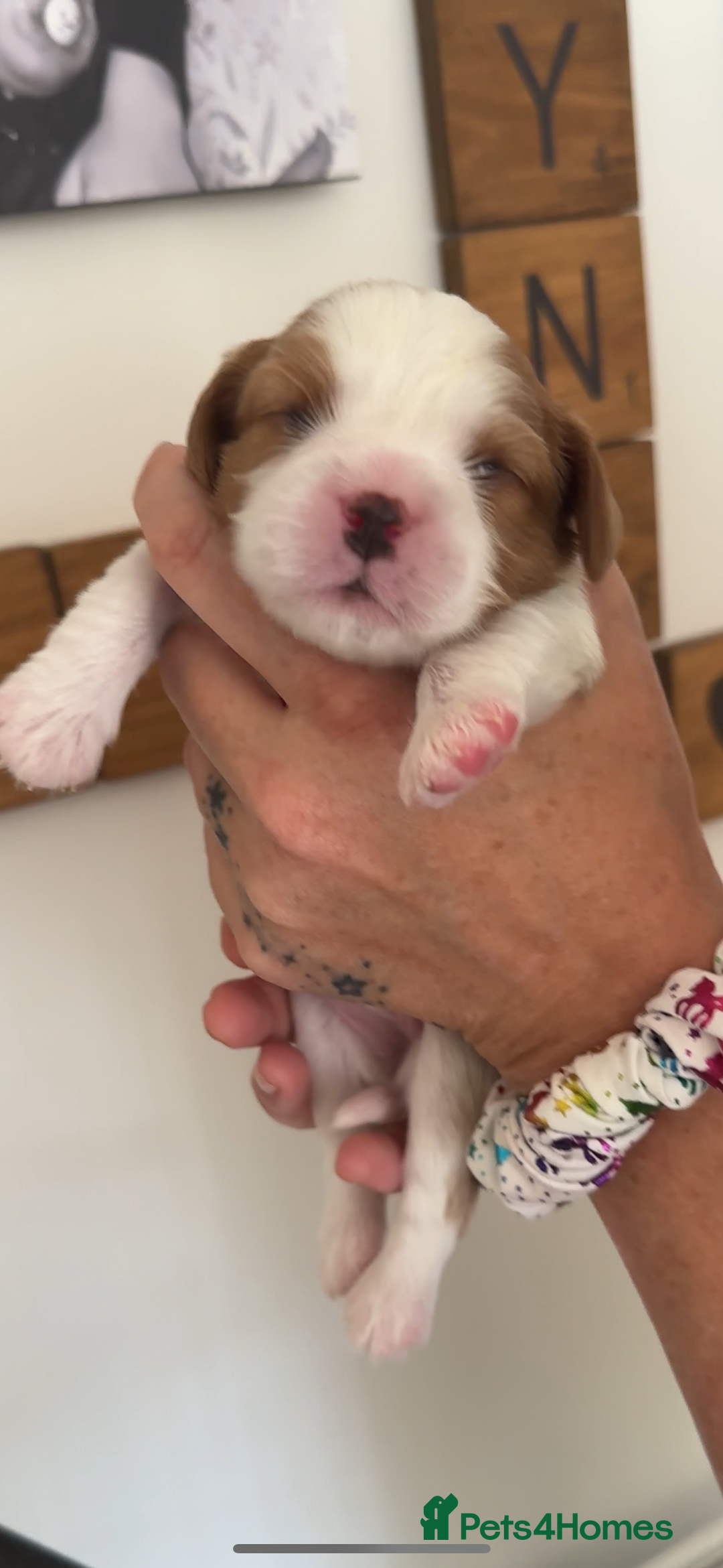 Cavalier King Charles Spaniel dogs for sale: Cavalier King Charles puppies  - Image 8