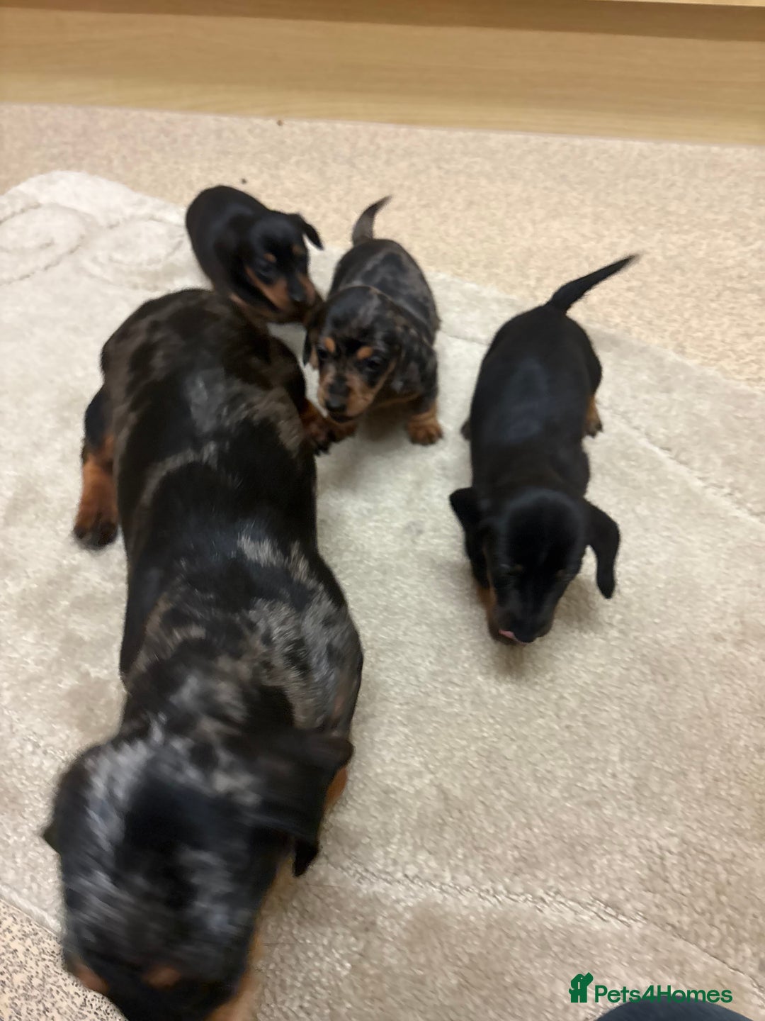 Dachshund dogs for sale: Dachshund ❤️ 1 male 1 female LEFT - Advert 3
