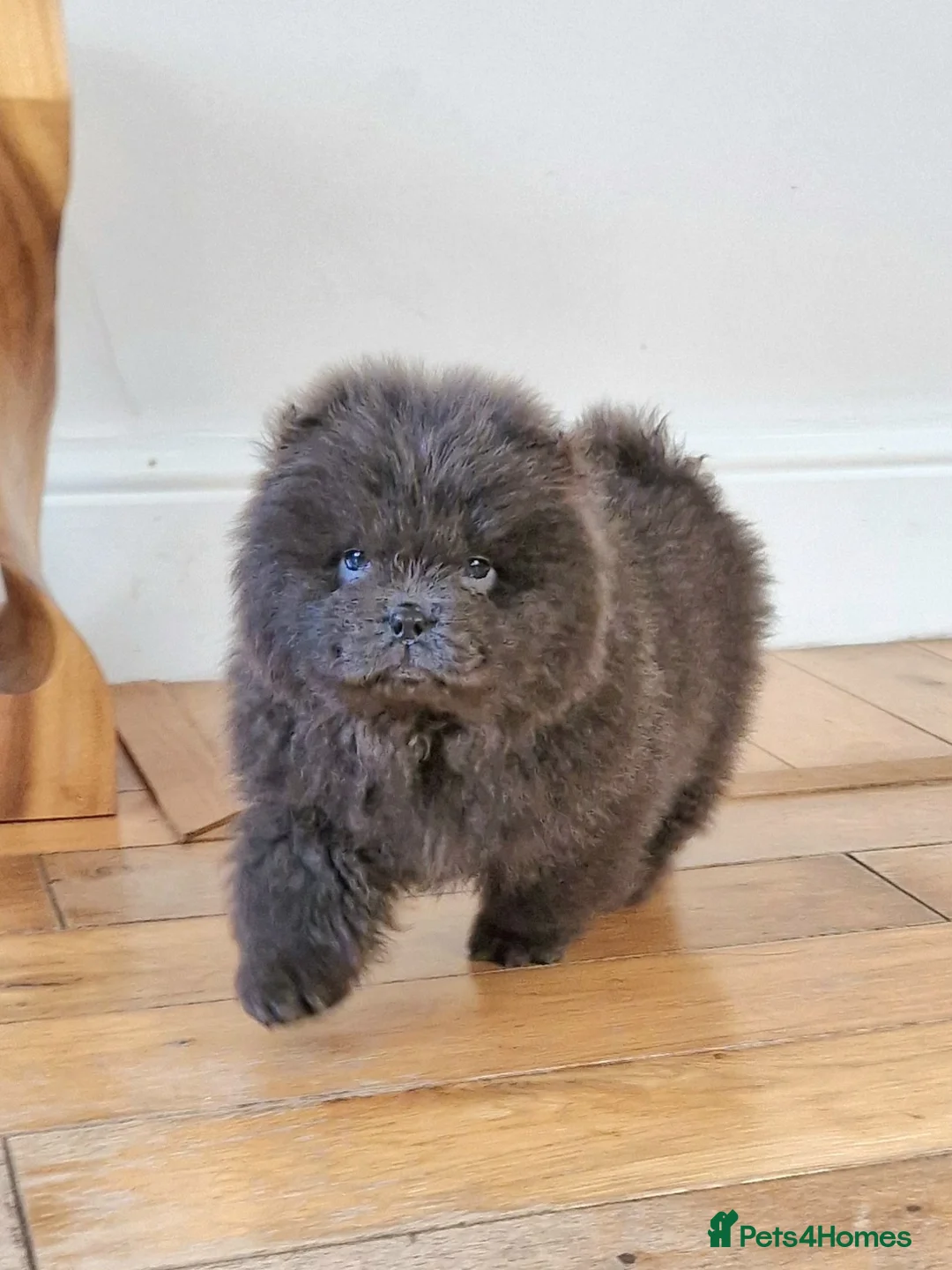 Chow Chow dogs for sale: Micro chow. Kc reg - Advert 2