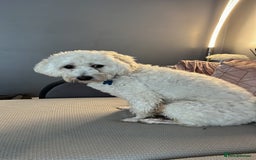 Bichon Frise dogs for sale: Loving home wanted  - Image 6