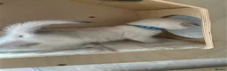 Scottish Fold cats for sale: Four Little Snowflakes with Unreal Blue Eyes  - Advert 29