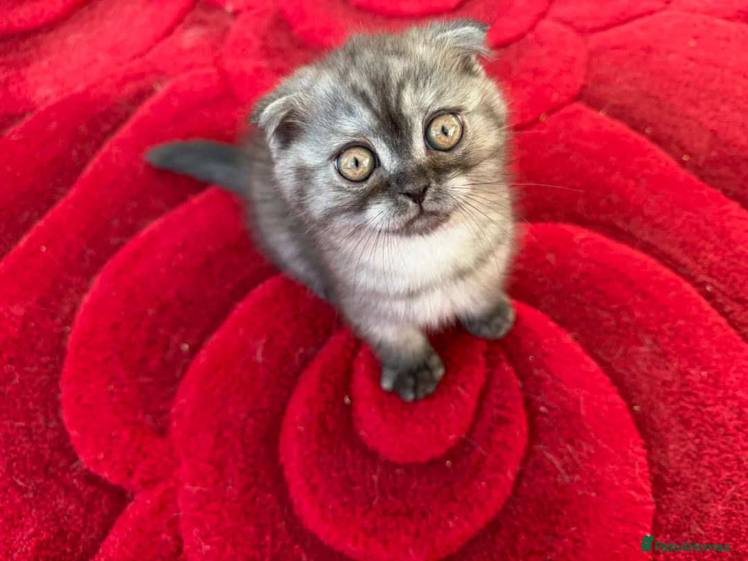 Scottish Fold cats for sale: Scottish fold , British shorthair  - Advert 8