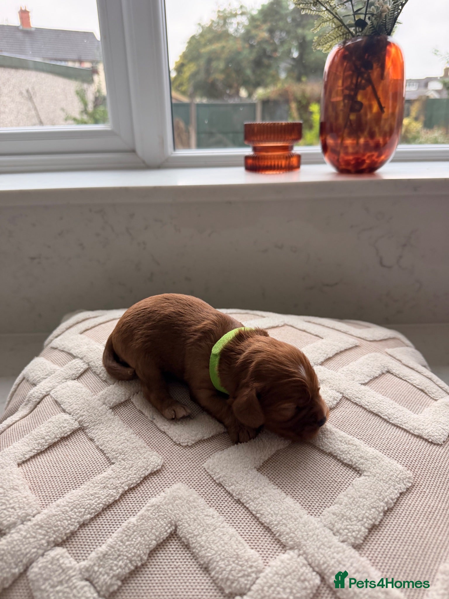 Cavapoochon dogs Cavalier King Charles Spaniel / Cavapooshon pups - Advert 2