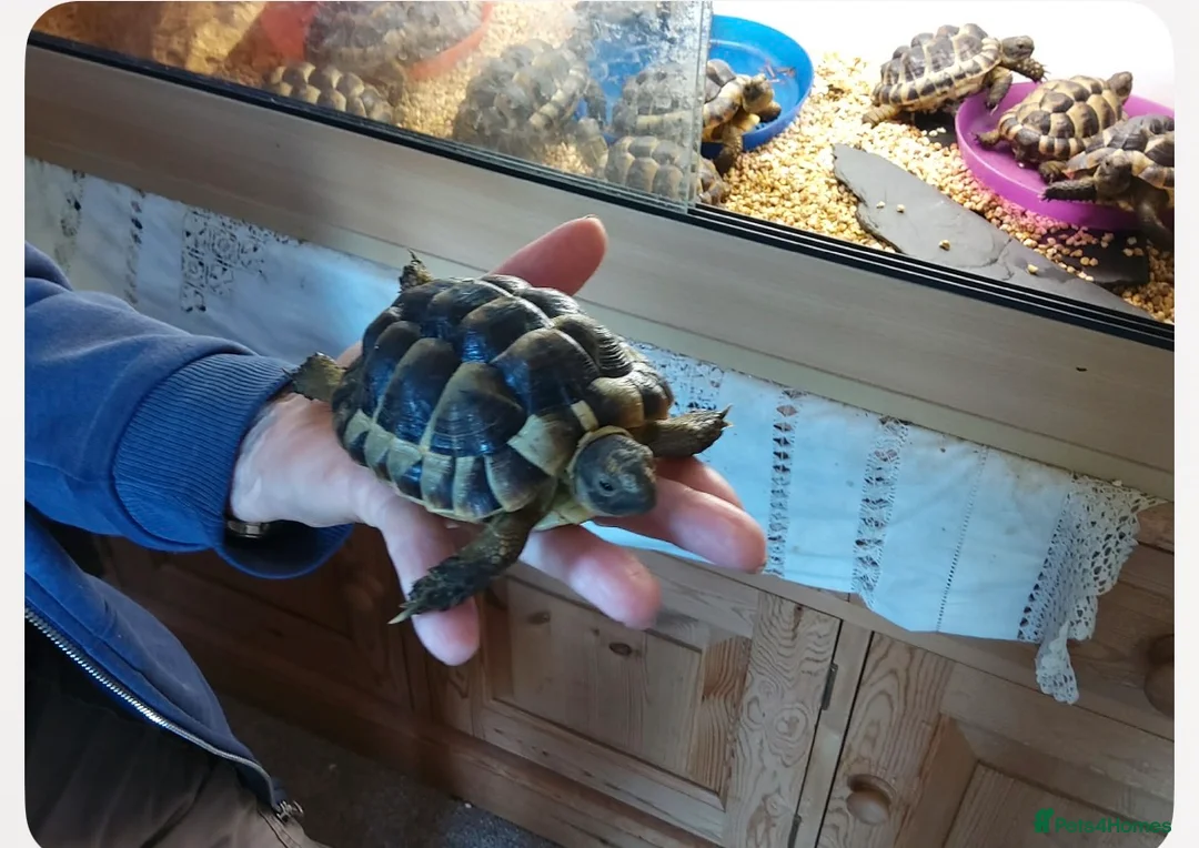 Tortoise reptiles for sale: Mediterranean spur thighed baby tortoises  - Advert 5