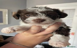 Miniature Schnauzer dogs for stud: CHOCOLATE / WHITE MINIATURE SCHNAUZER AT STUD in Coventry - Image 12