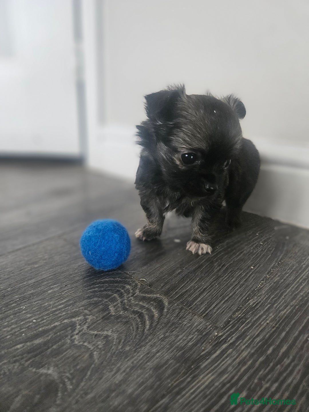 Chihuahua dogs for sale: Beautiful Chihuahua pups - Image 5