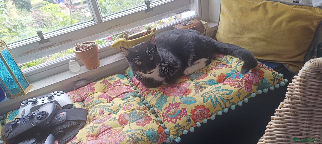 Mixed Breed cats for sale: 1 year old male cat needs rehomed - Image 4