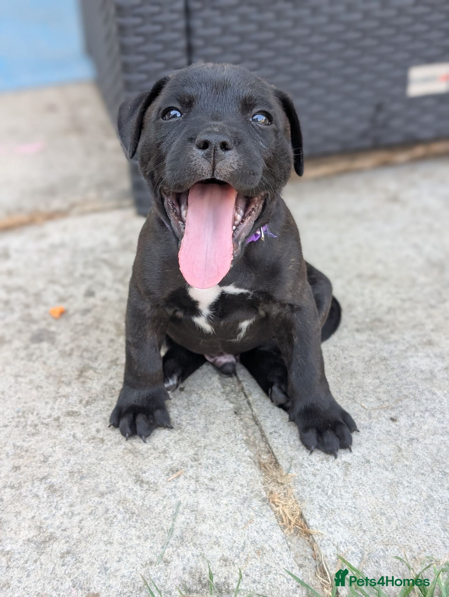 Staffordshire Bull Terrier dogs ONLY 2 BOYS AVAILABLE Brindle & White Staffy Pups - Advert 1