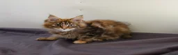 Maine Coon cats for sale: TICA Registered Maine Coon Kittens - Advert 9