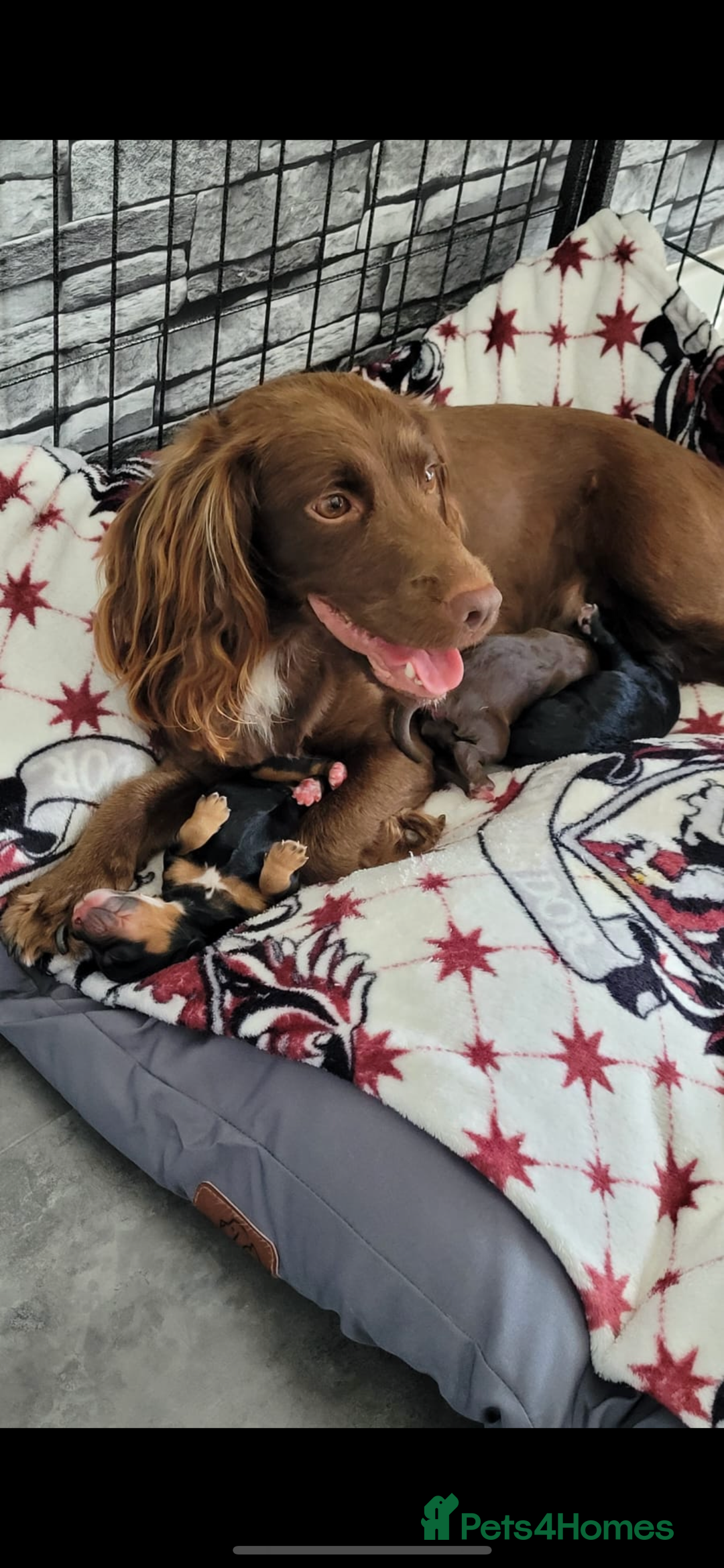 Miniature Poodle dogs for stud: Teddy KC Registered/Health tested Toy Stud in Wigan - Image 31
