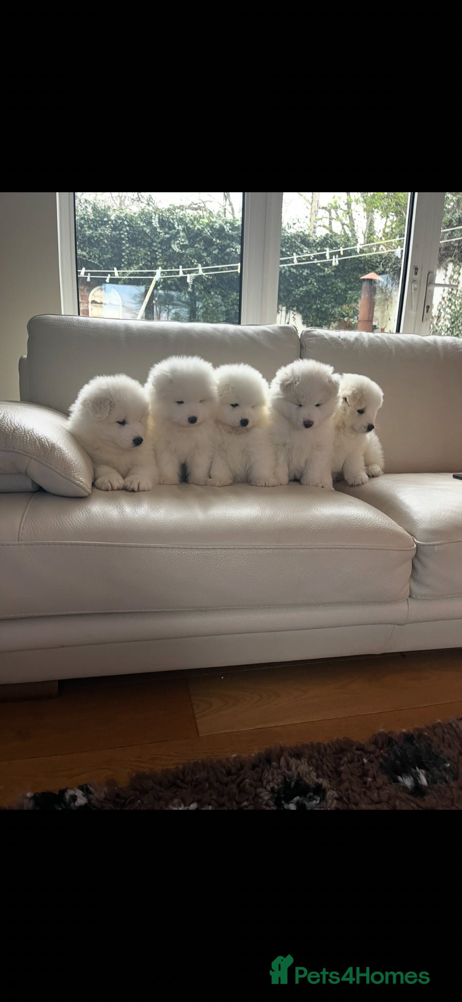 Samoyed dogs KC Registered Samoyed Puppues - Advert 1
