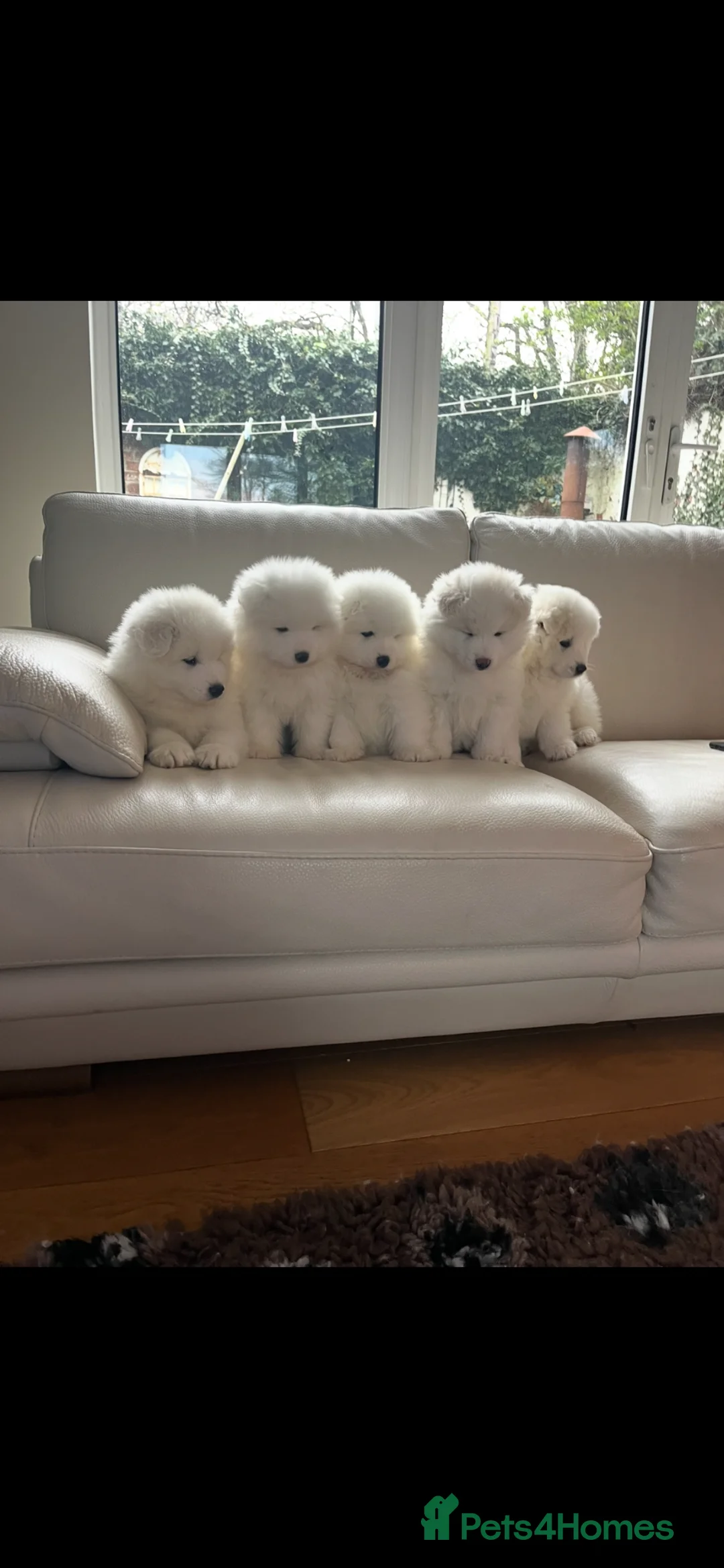 Samoyed dogs for sale: KC Registered Samoyed Puppues - Advert 1