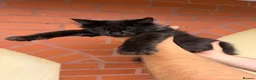 Maine Coon cats for sale: ❤️ Beautiful Active Maine Coon XL TICA Kittens ❤️ - Advert 7