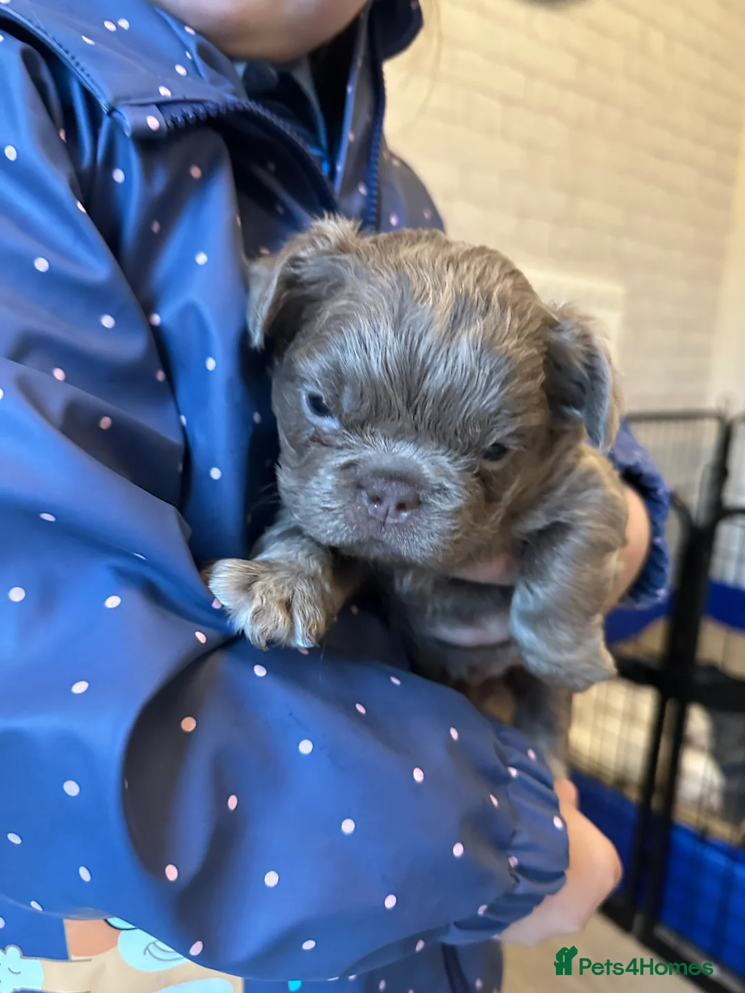 French Bulldog dogs for sale: Rare Fluffy French Bulldog Puppies READY NOW - Advert 12