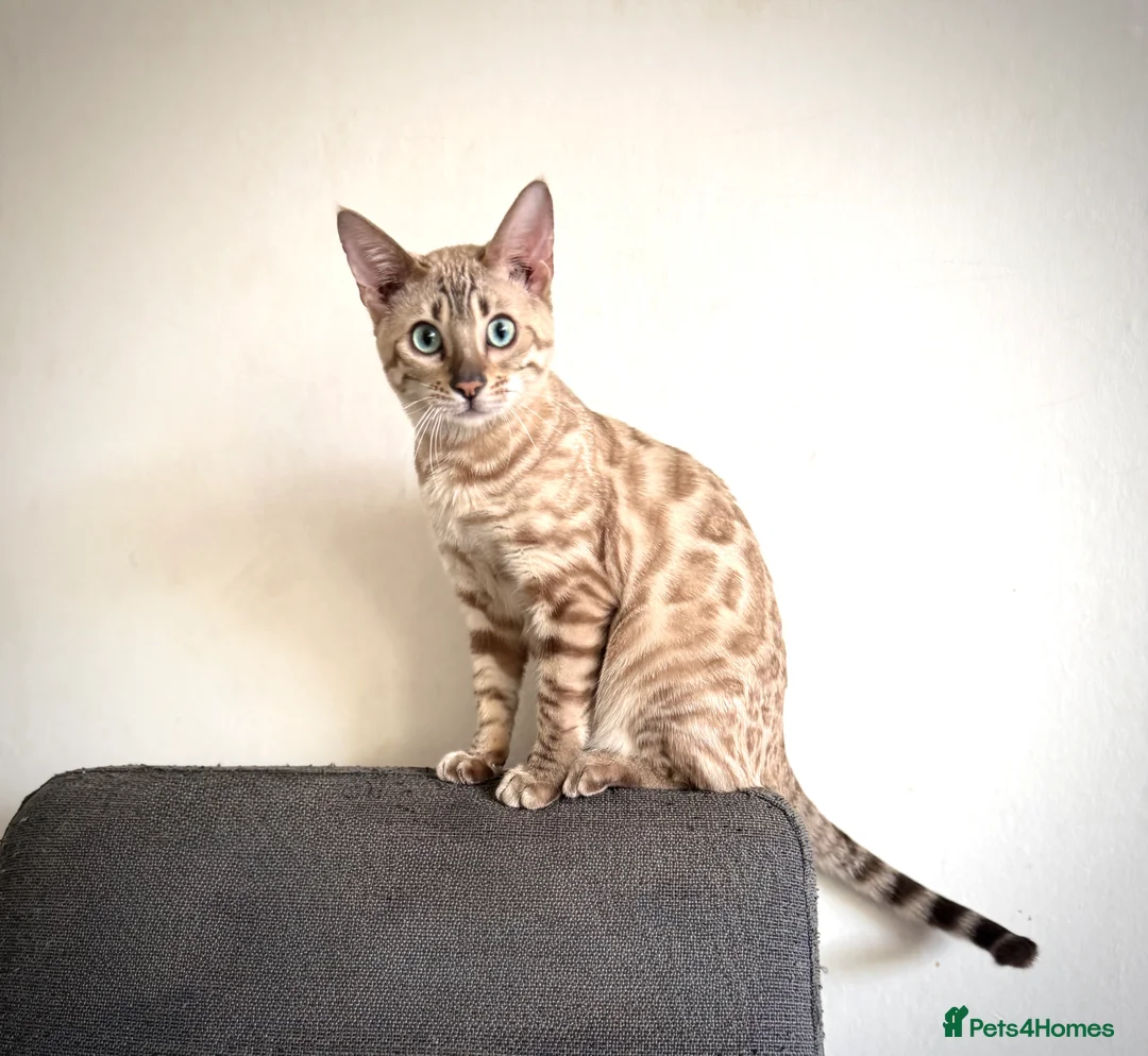 Bengal cats for sale: Snow Mink TICA active Bengal  - Advert 2