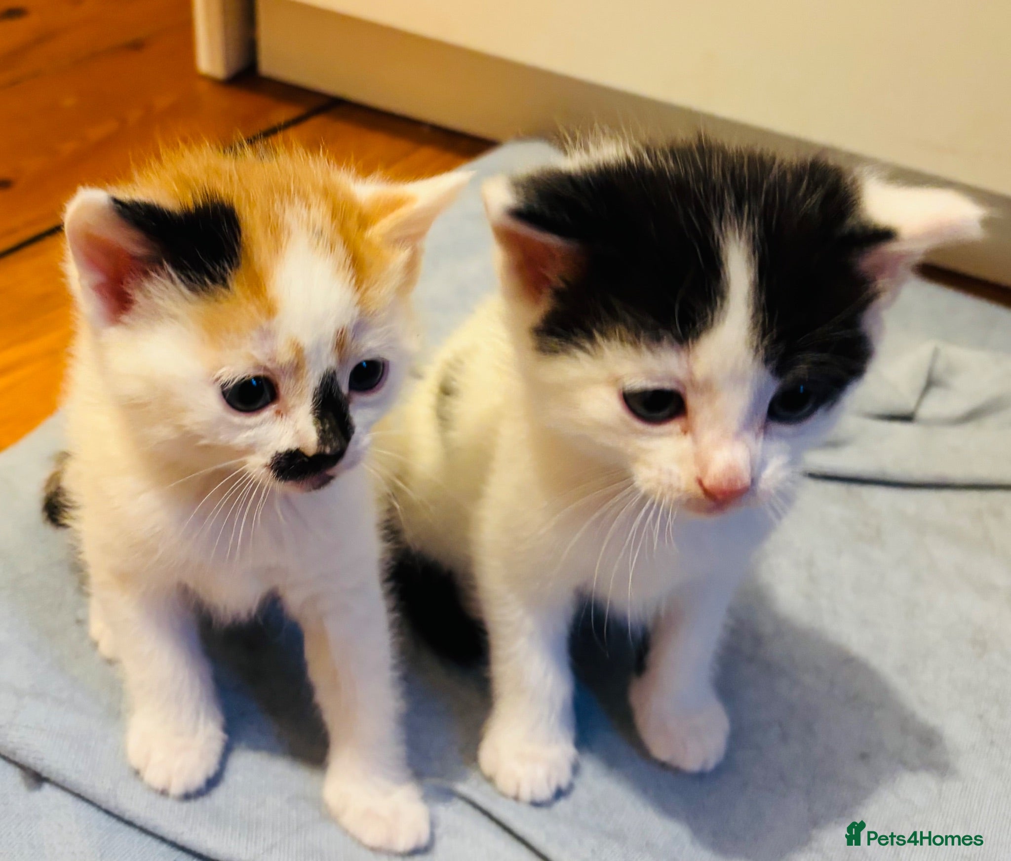 Mixed Breed cats Kittens 8 weeks old mainecoon cross ready now 🙀🐈 - Advert 2