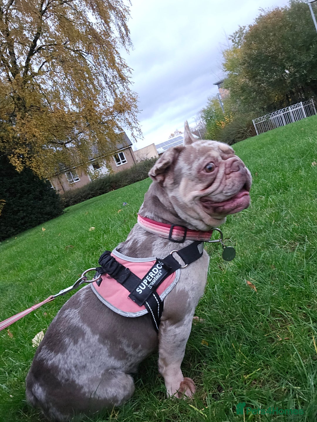 French Bulldog dogs for sale: Female 2 1/2 Yr old French bulldog - Advert 11
