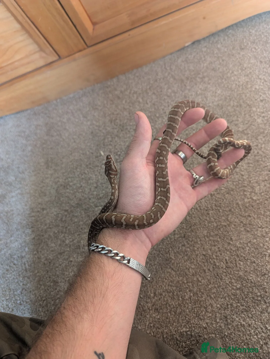 Python Snake reptiles for sale: Centralian Carpet Python - Advert 2