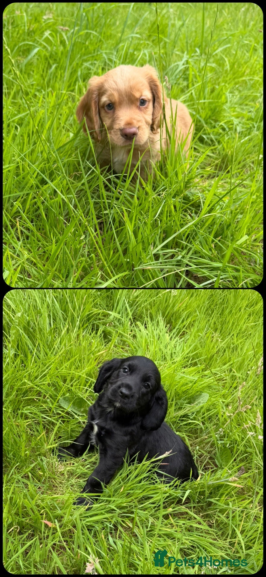 Cocker Spaniel dogs KC Registered Working Cocker Spaniels - Advert 1