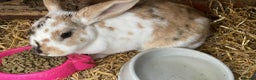 English Lop rabbits for sale: Rabbit  - Advert 2