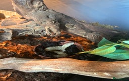 King Snake reptiles for sale: Peanut butter morph king snake with full set up  - Image 1