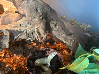 King Snake reptiles - Advert 18