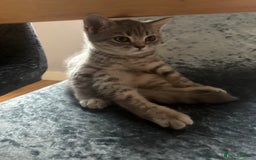 Scottish Fold cats for sale: Scottish fold kitten  - Image 18
