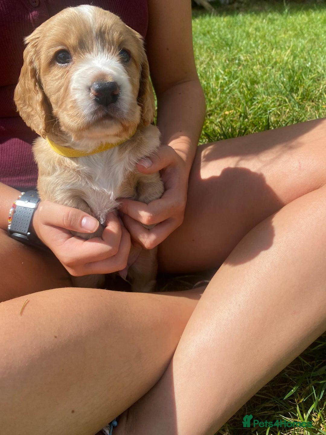Cocker Spaniel dogs for sale: Golden & Red Working Cocker Spaniel Puppies - Image 32