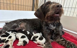 German Wirehaired Pointer dogs for sale: Beautiful Gwps puppies - Image 25