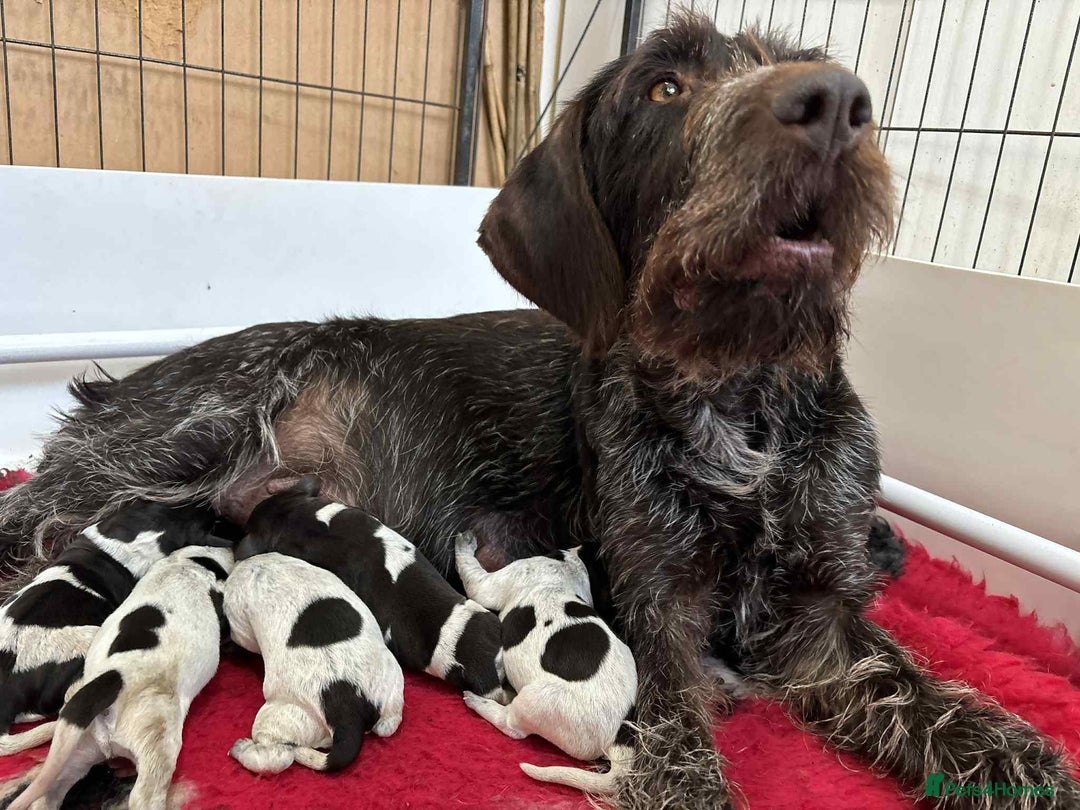 German Wirehaired Pointer dogs for sale: Beautiful Gwps puppies - Image 25