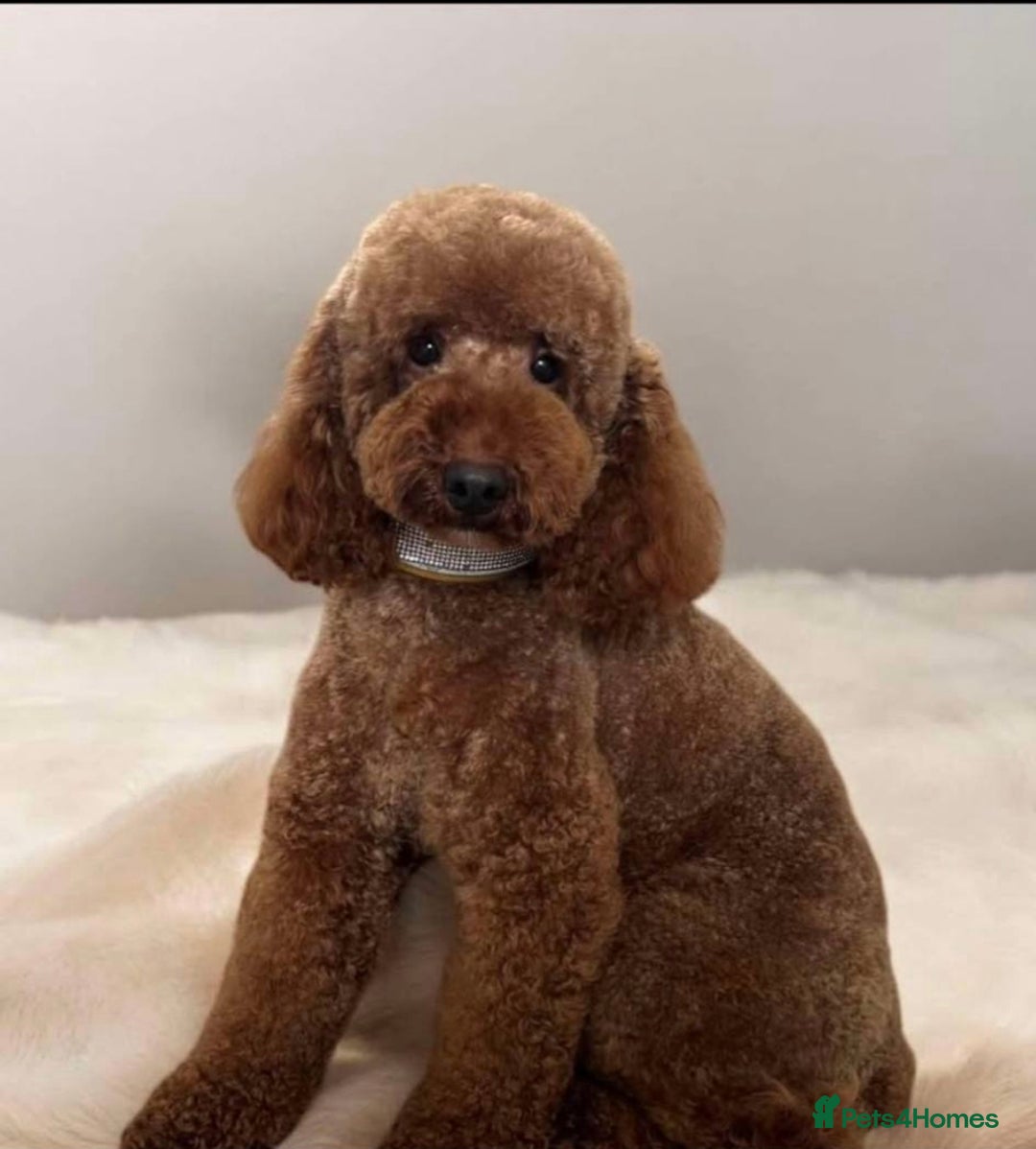 Cockapoo dogs for sale: Cockapoo girl puppy - Image 3