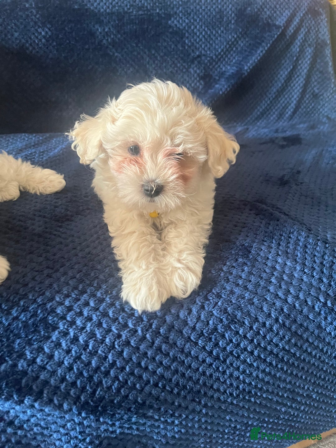 Bichon Frise dogs for sale: 4 adorable bichon puppy’s  - Image 22