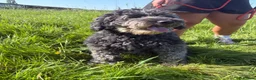 Sheepadoodle dogs for sale: Sheepadoodle READY TODAY - Advert 6