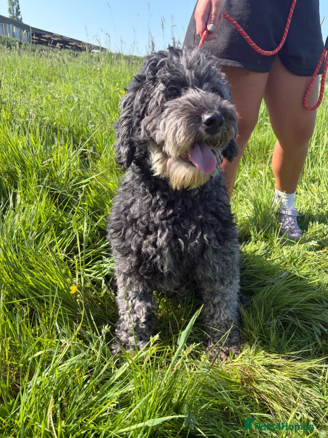 Sheepadoodle dogs for sale: Sheepadoodle READY TODAY - Advert 6