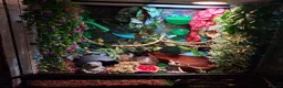 Frog reptiles for sale: 2 male tree frogs with complete set up in Glossop - Advert 6